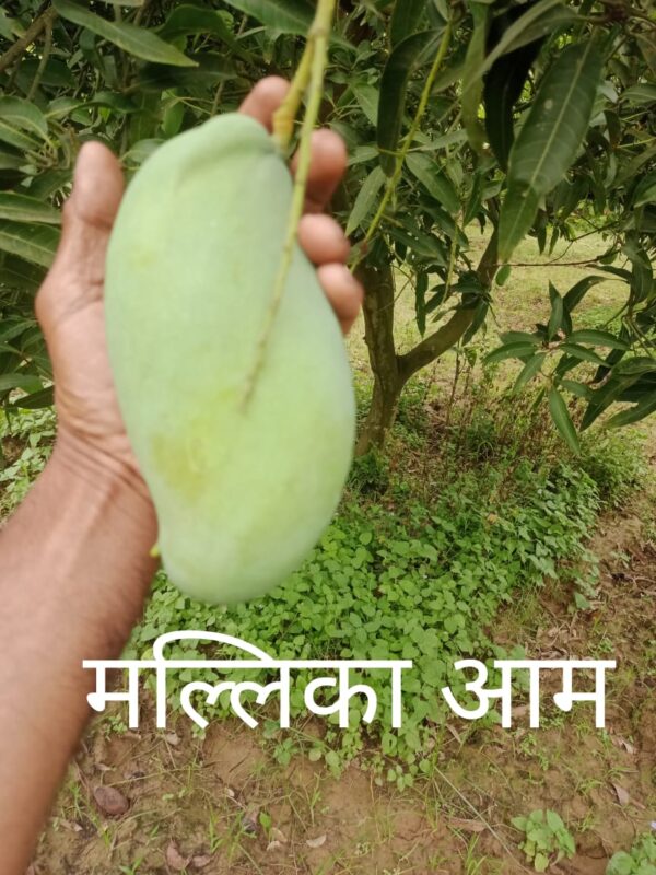 Mallika Mango