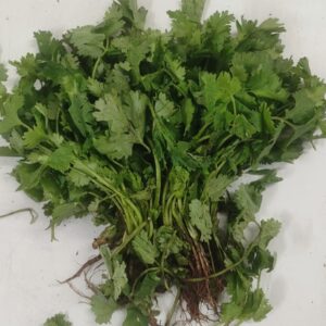 Fresh Coriander