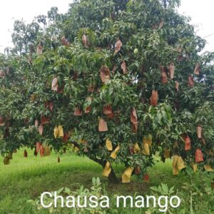 Langda Mango