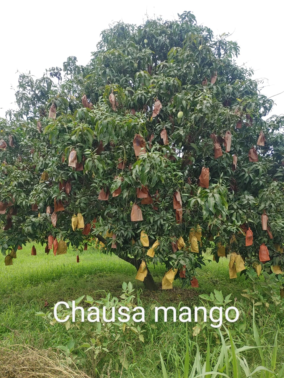 Langda Mango