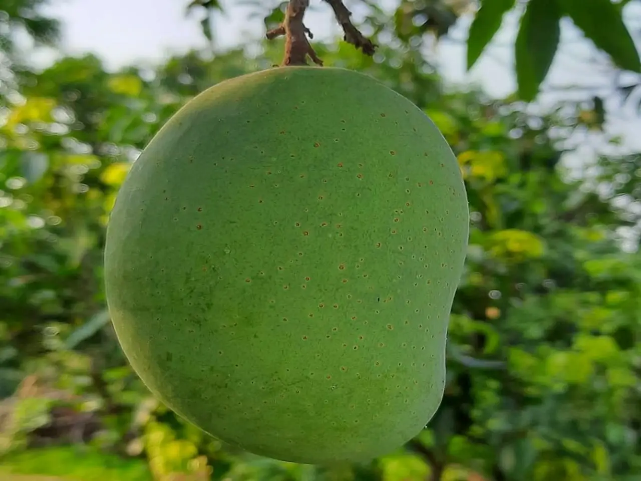 Langda Mango