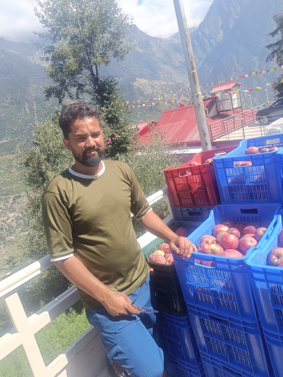 Kinnaur Apple (Royal) - Image 4