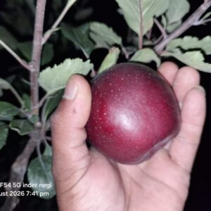 Famous Apples from Kinnaur Himachal (Govt. Certified)