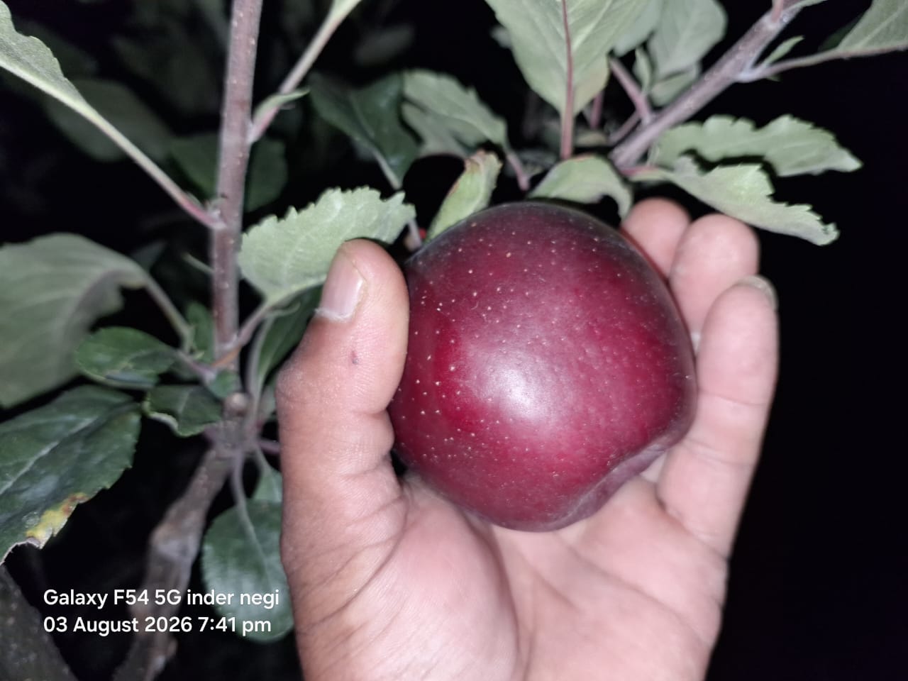 Famous Apples from Kinnaur Himachal (Govt. Certified)