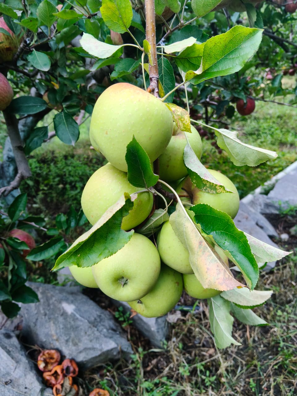 Famous Apples from Kinnaur Himachal (Govt. Certified) - Image 9