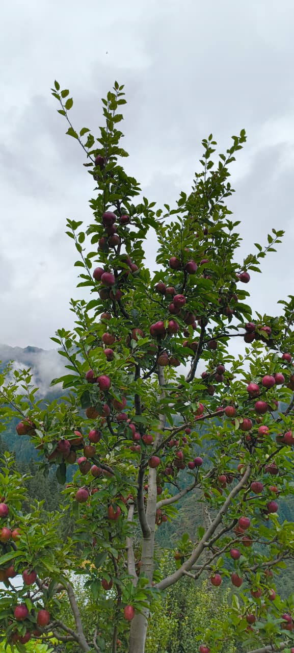 Kinnaur Apple (Royal) - Image 2