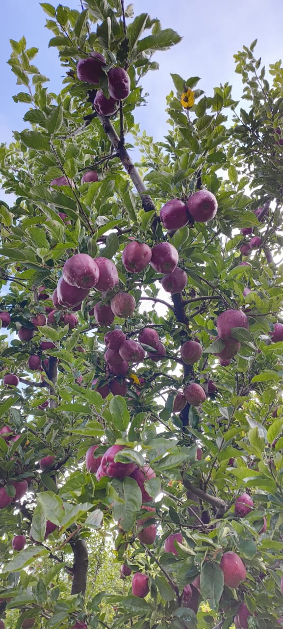 Kinnaur Apple (Royal) - Image 3