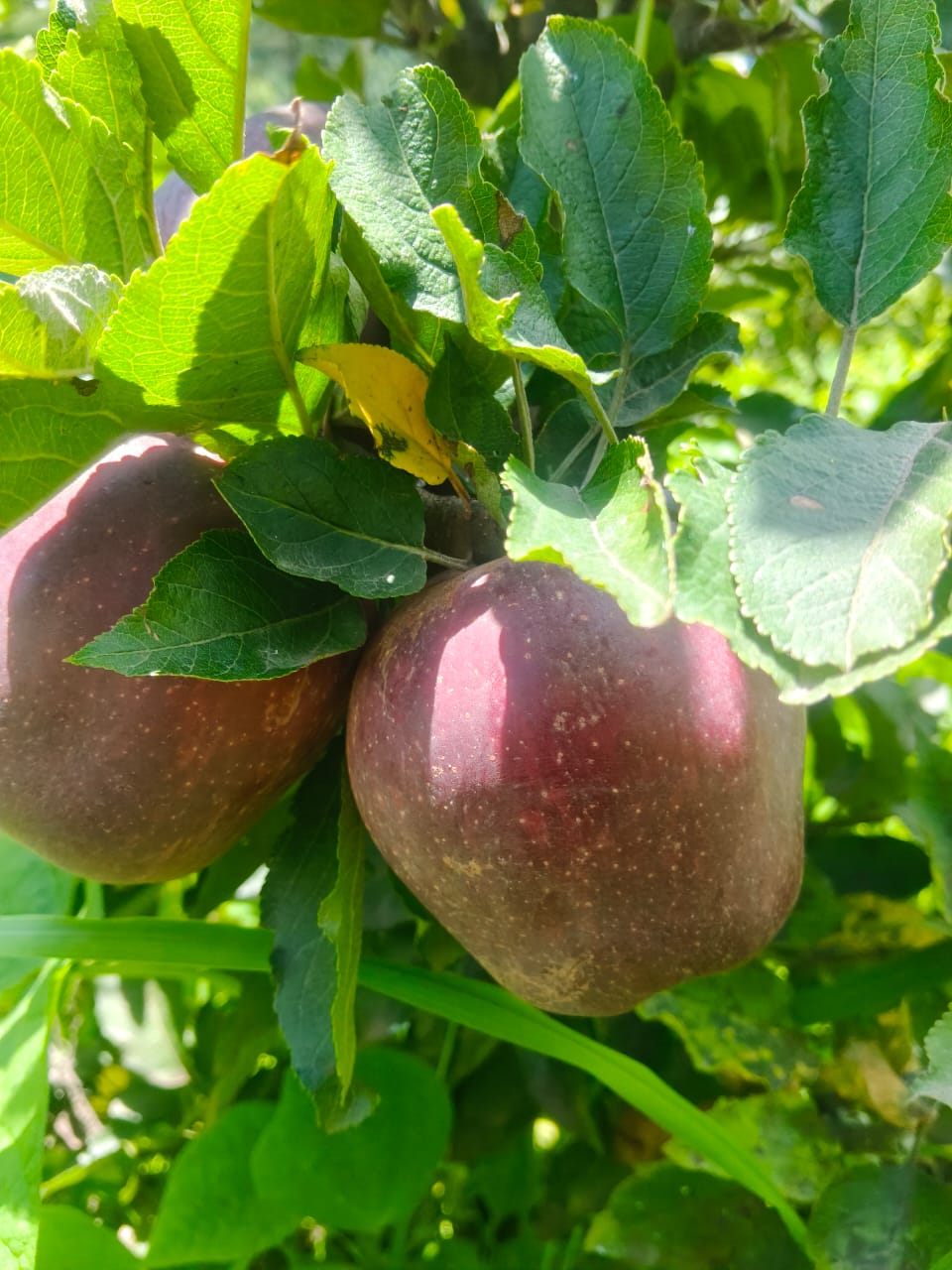 Famous Apples from Kinnaur Himachal (Govt. Certified) - Image 8