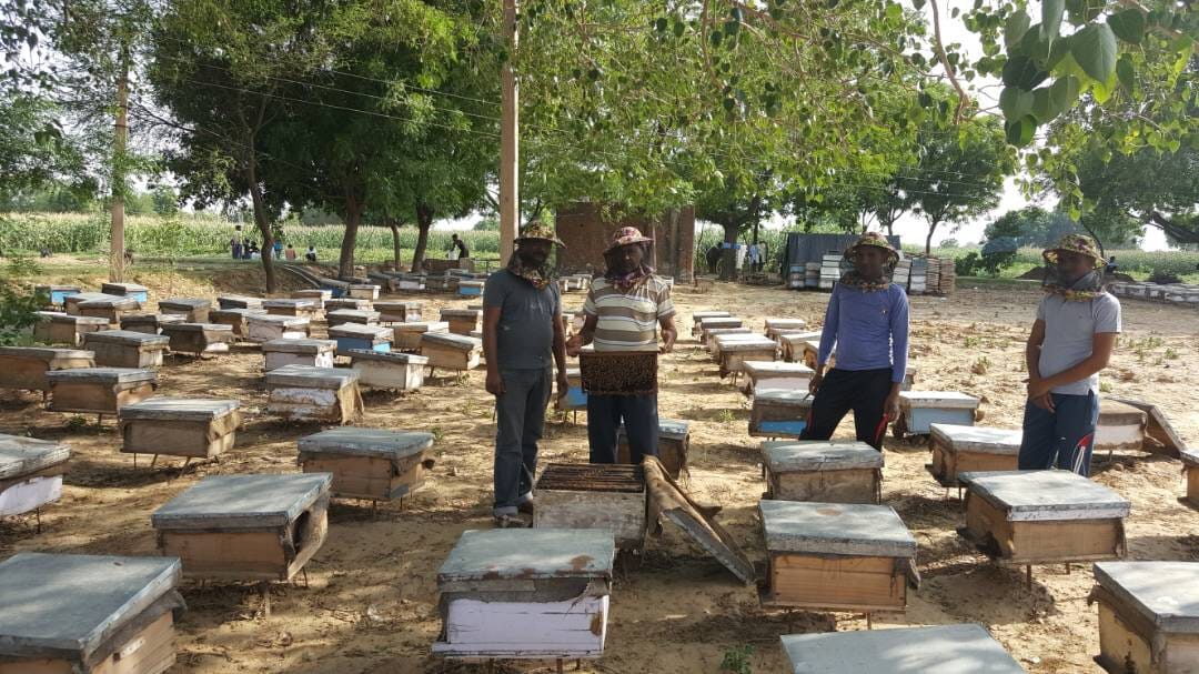 Honey (Multi Flora) - Image 5