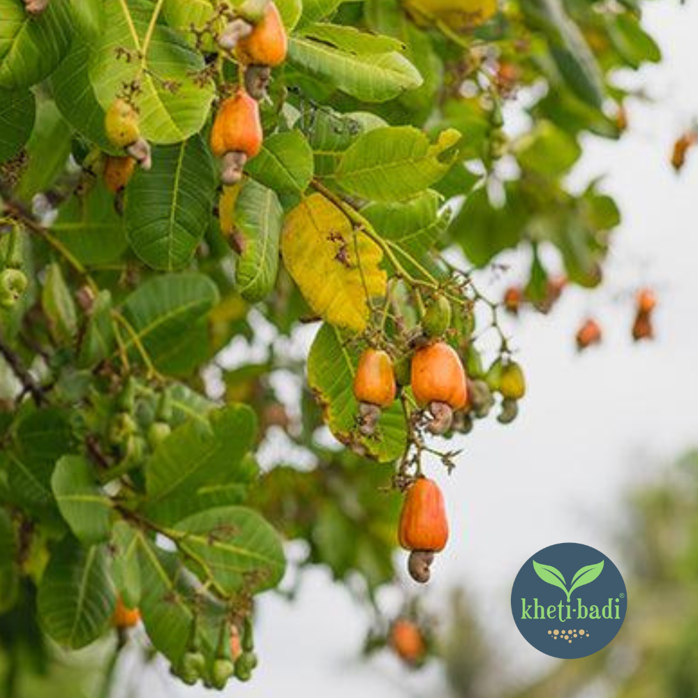 Cashews from Ratnagiri (Konkan) - Image 2