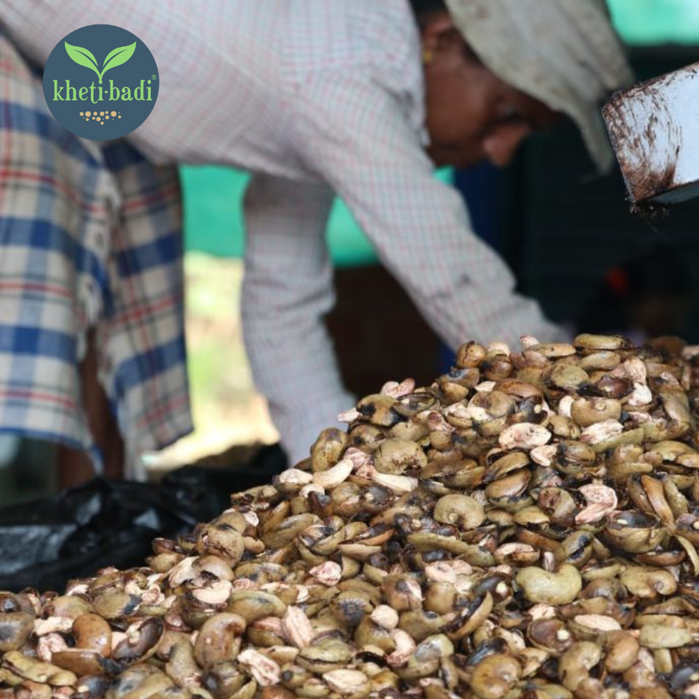 Cashews from Ratnagiri (Konkan) - Image 3