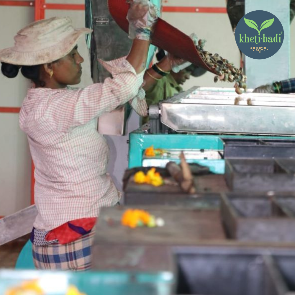 Cashews from Ratnagiri (Konkan) - Image 4