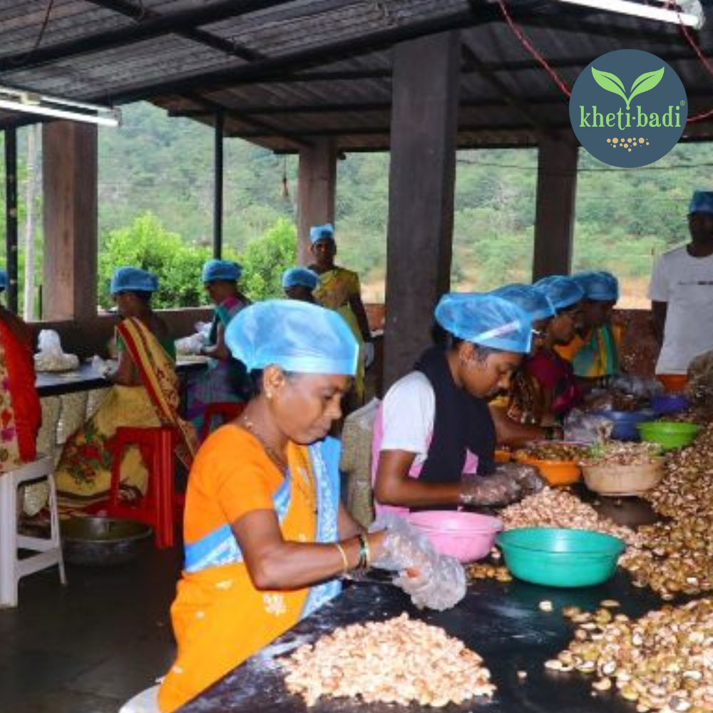 Cashews from Ratnagiri (Konkan) - Image 7