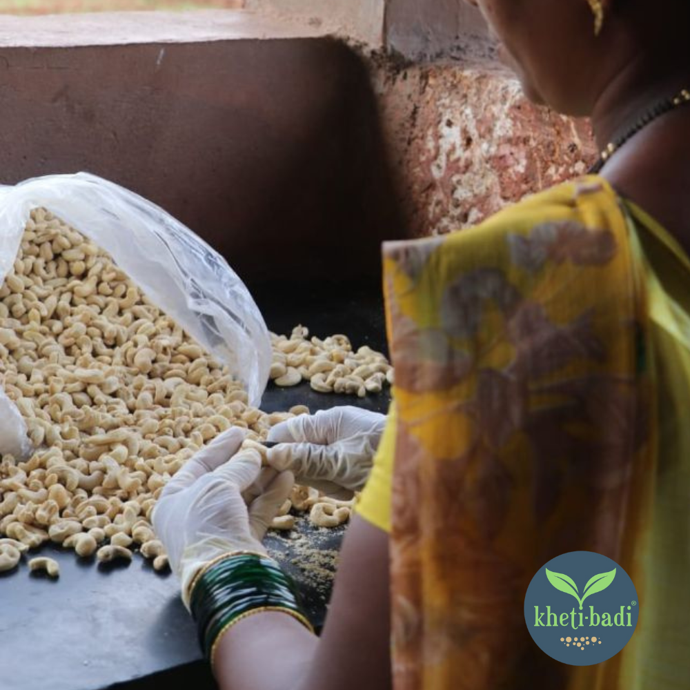 Cashews from Ratnagiri (Konkan) - Image 8