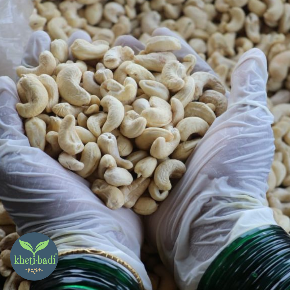 Cashews from Ratnagiri (Konkan)