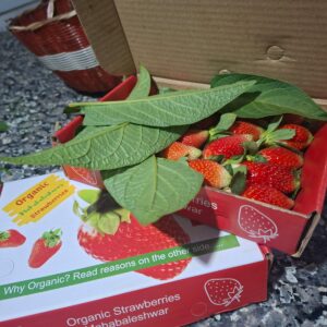 Strawberries from Mahabaleshwar