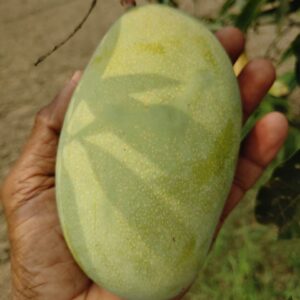 Mallika Mango