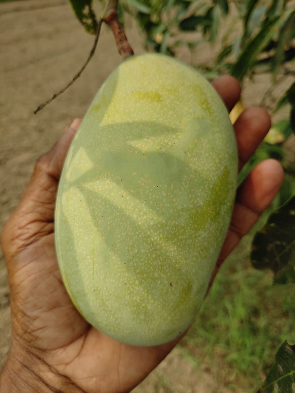 Mallika Mango